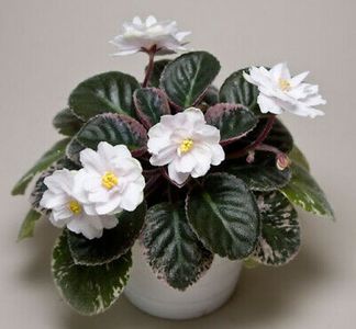 Golden Eye - 0 Disponibile 2022