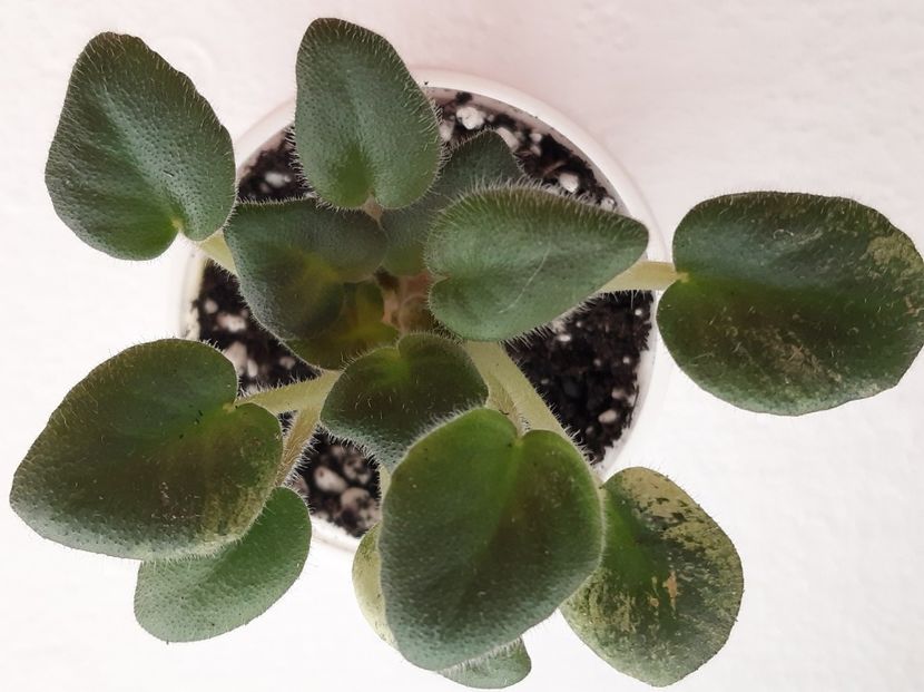 Rob's Peedletuck - 0 Disponibile 2022