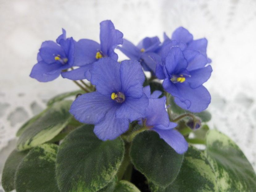 Rob's Peedletuck - 0 Disponibile 2022