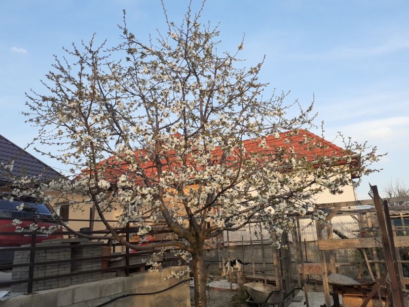  - Gradina 2022