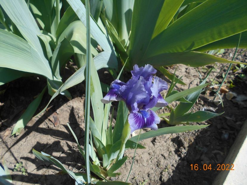 Storm Song - 02 Irisi 2022