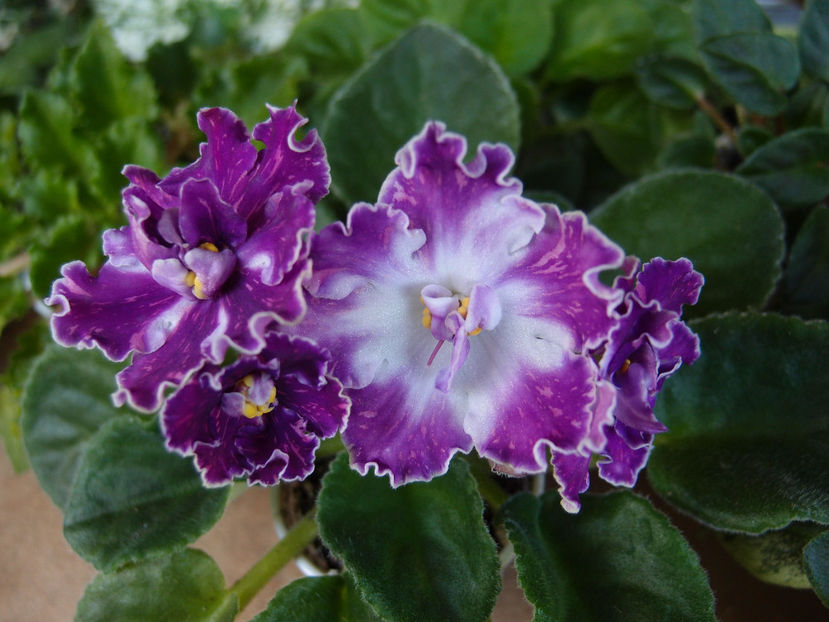 VAT Pul sar - a a Ghiceste varietatea 2022 recapitulare