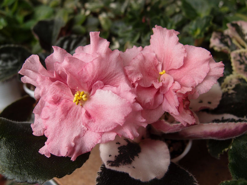 LE Odaliska - a a Ghiceste varietatea 2022 recapitulare