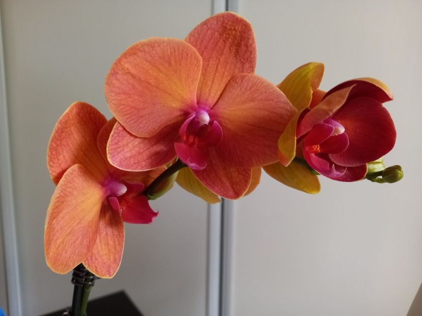  - Orhidee