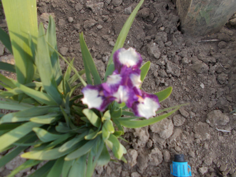 krugovert - IRISI PITICI-2022