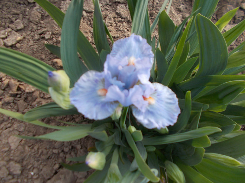 crank it up - IRISI PITICI-2022