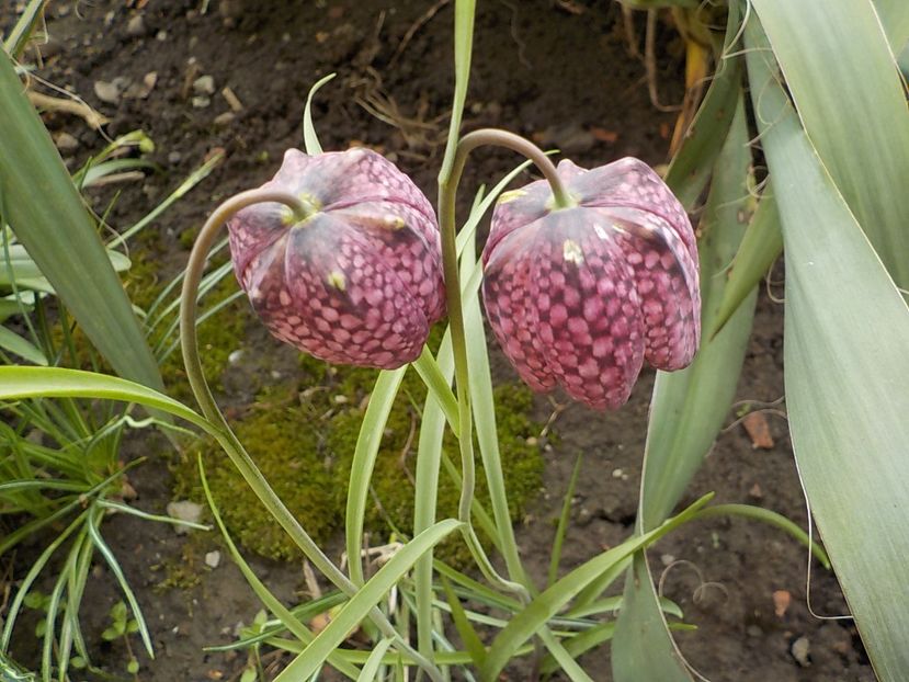  - fritillaria meleagris