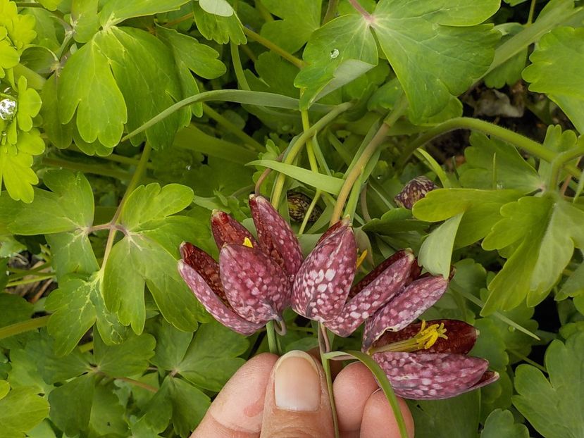  - fritillaria meleagris