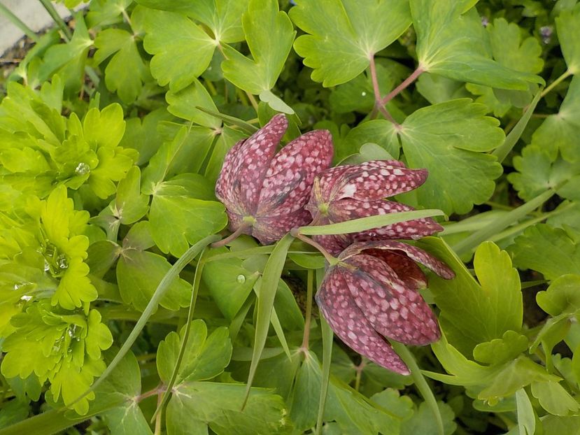  - fritillaria meleagris