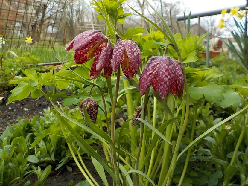  - fritillaria meleagris