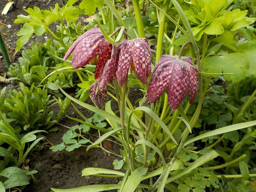  - fritillaria meleagris