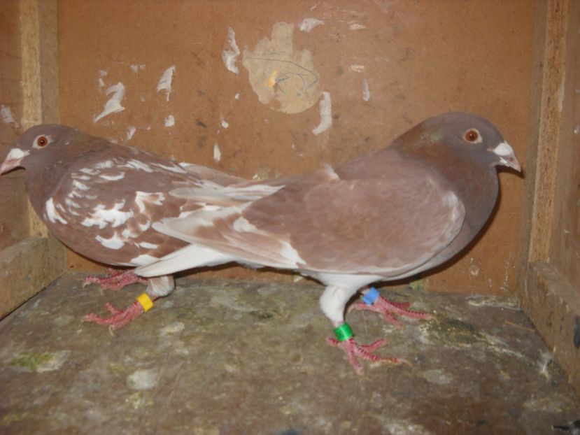  - UNDEVA IN SUCEAVA arhiva