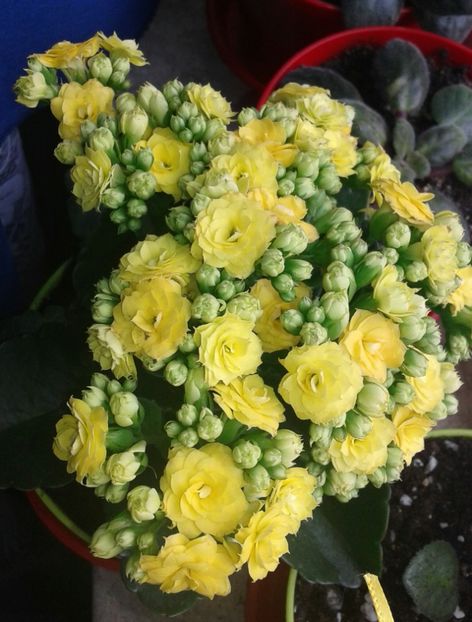 Kalanchoe- Planta Zâmbetului - 2022 - Violete - Oxalis - Kalanchoe