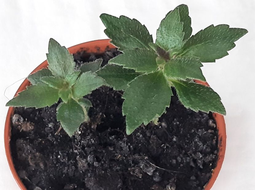 SRG's ' Sora Theresa - achimenes 2022