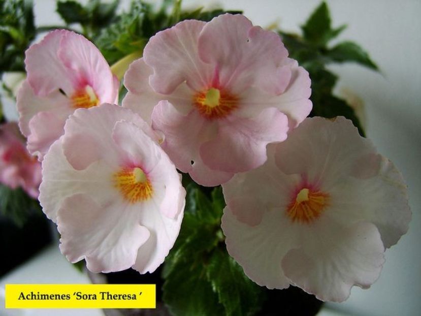 SRG's ' Sora Theresa - achimenes 2022