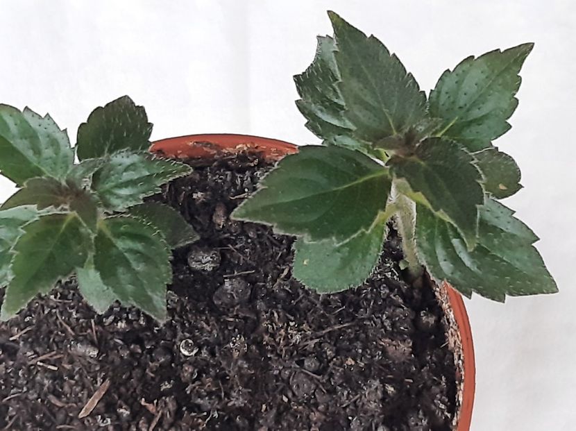 SRG's ' Christmas Lollypo - achimenes 2022