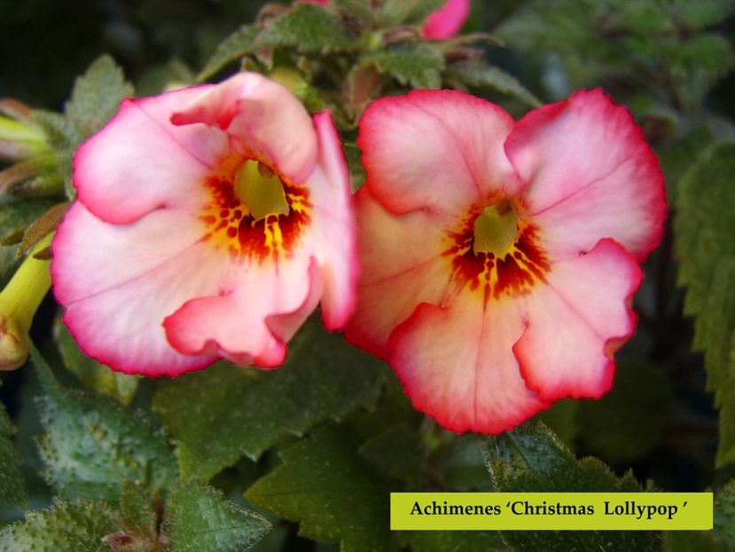 SRG's ' Christmas Lollypo - achimenes 2022