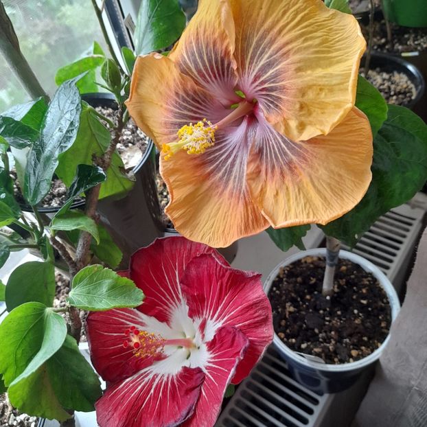 17.04.2022 - HIBISCUSI 2022-1