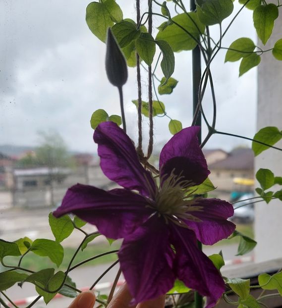  - Clematita Warszwaska Nike
