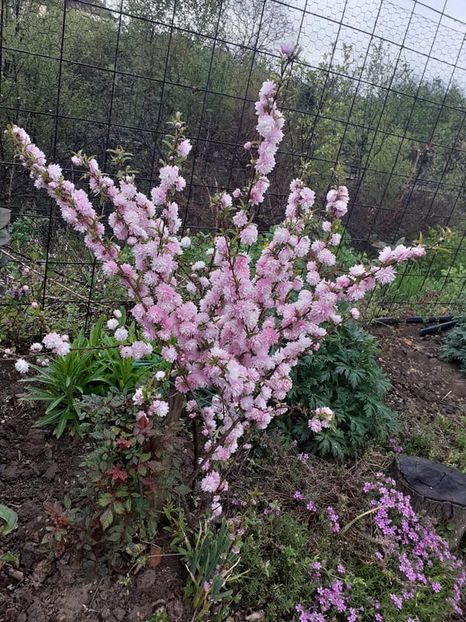  - 0 Prunus glandulosa rosea plena -migdal japonez