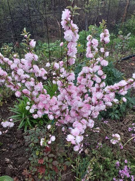  - 0 Prunus glandulosa rosea plena -migdal japonez