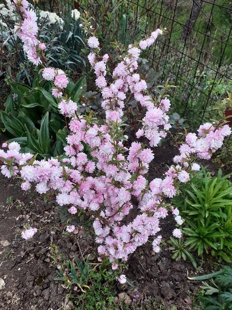  - 0 Prunus glandulosa rosea plena -migdal japonez