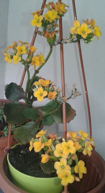 Kalanchoe- Planta Zâmbetului - 2022 - Violete - Oxalis - Kalanchoe