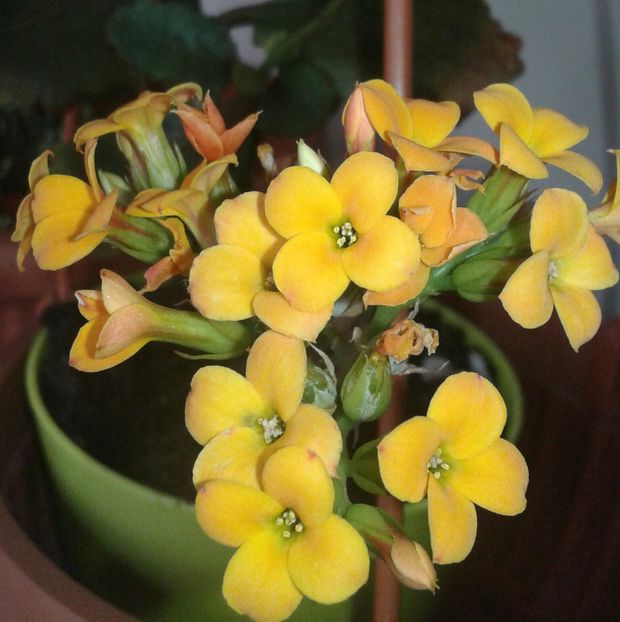 Kalanchoe- Planta Zâmbetului - 2022 - Violete - Oxalis - Kalanchoe