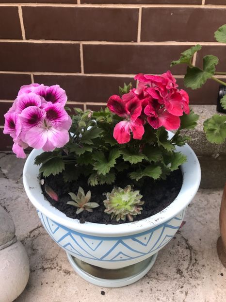 Aristo Orchid si Aristo Salmon - Muscate