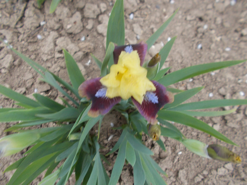 being busy - IRISI PITICI-2022