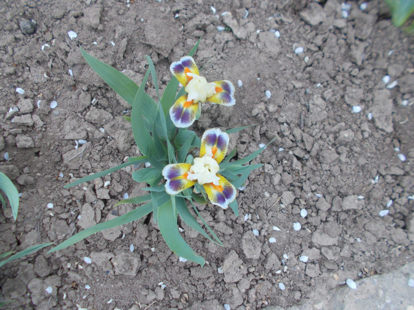 here come the clowns - IRISI PITICI-2022