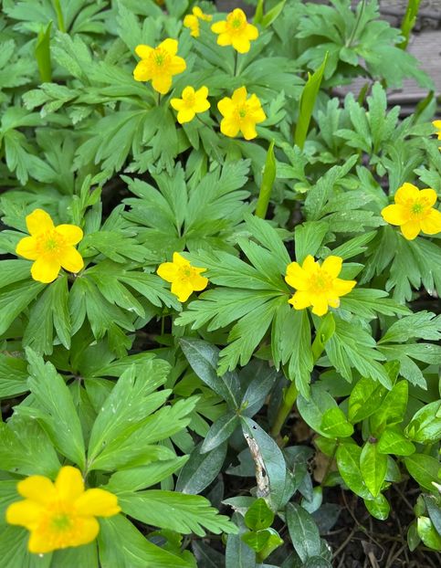 4C77361C-6B81-4A35-A2F8-7BE6545B2C77 - Primule 21 22 23 24