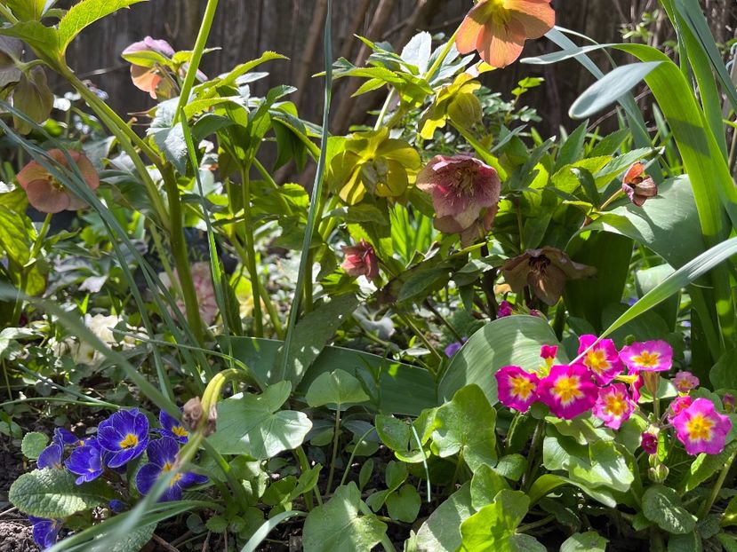 C9068D12-4F32-4ED2-BE7D-AA027CD29C61 - Primule 21 22 23 24