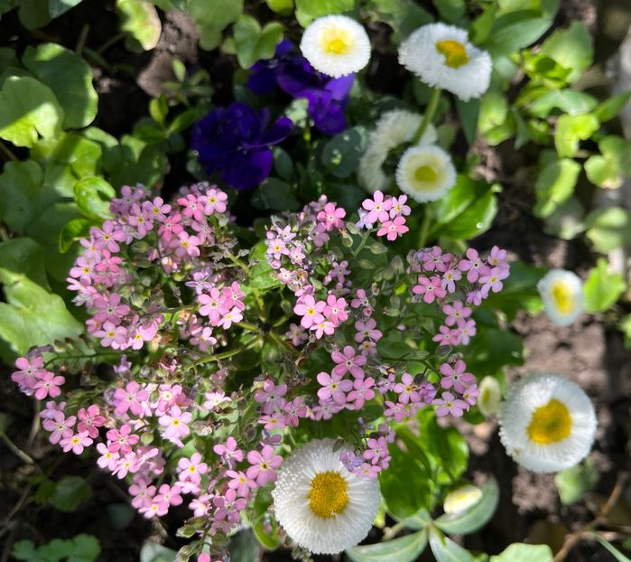 2CA8631F-64AA-424A-9F0C-A34DCAA036DF - Primule 21 22 23 24