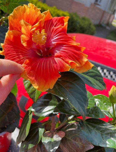 D227B5AD-DD3C-4A20-AC13-A775FC86D88E - Hibiscus