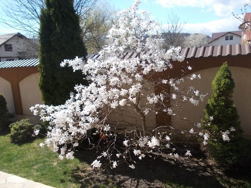  - LIVADA CU POMI SI GRADINA DE LEGUME