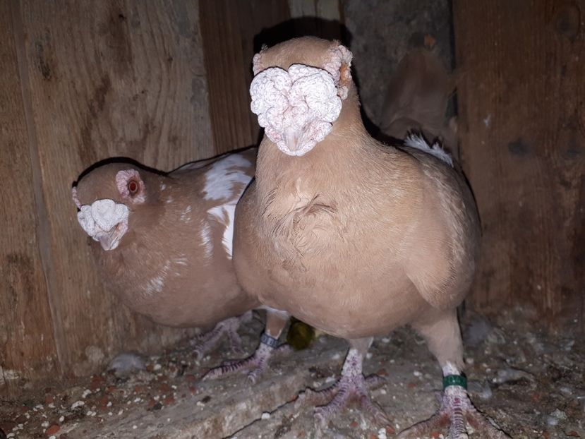  - L1 _ carunculați perechi 2022