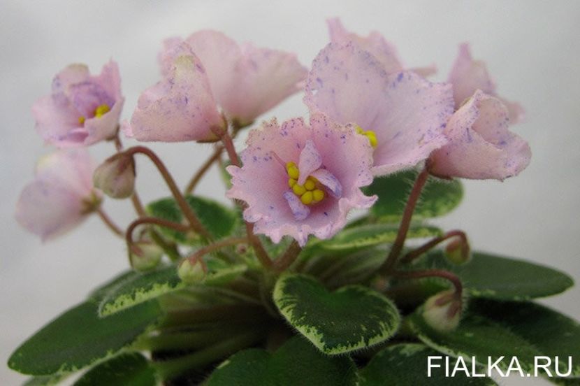 N-Yasnolika - DORINTE