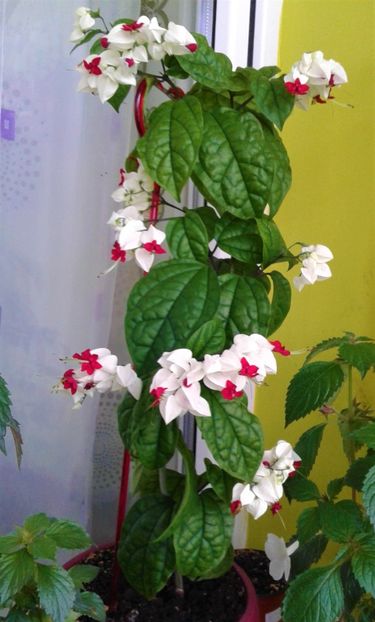  - Clerodendrum Thomsoniae