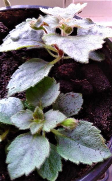 20220418_085817-1 - Rizomii de achimenes plantati astazi pentru anul 2022