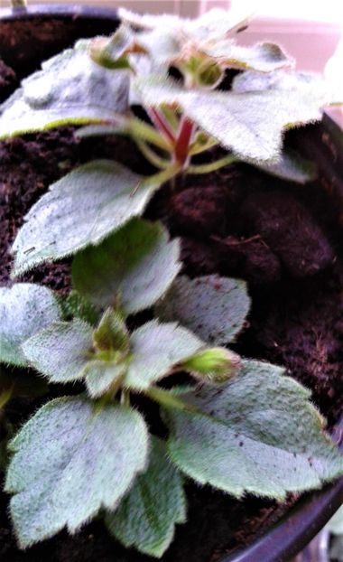 20220418_085812-2 - Rizomii de achimenes plantati astazi pentru anul 2022