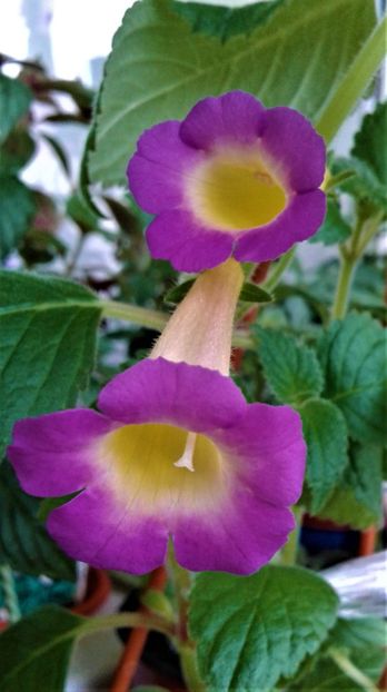 20220418_084021-4 - 0000 ACHIMENES