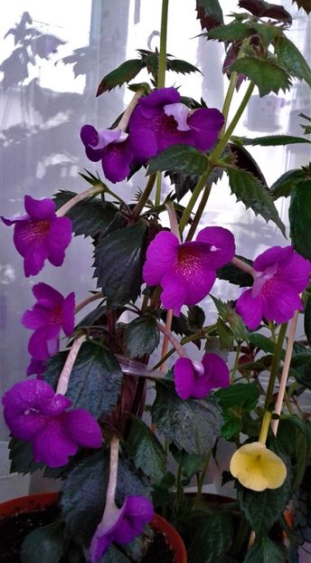20220418_083640-2 - 000012 ACHIMENES