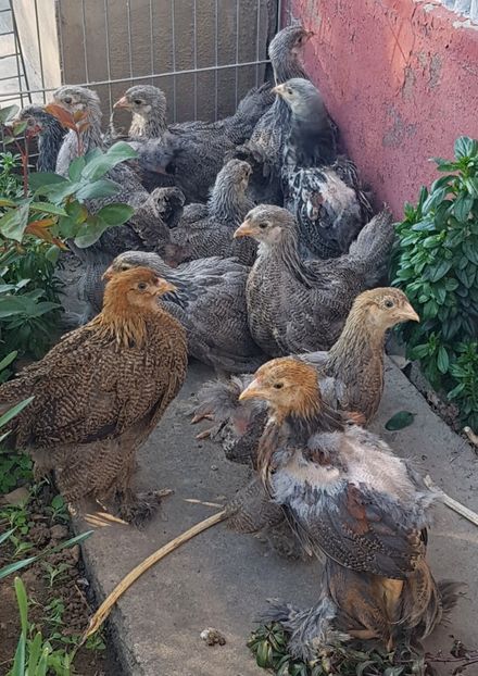  - a__Pui și tineret brahma 2022