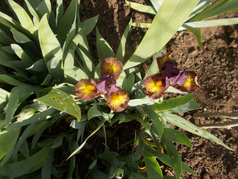 firestorm - IRISI PITICI-2022