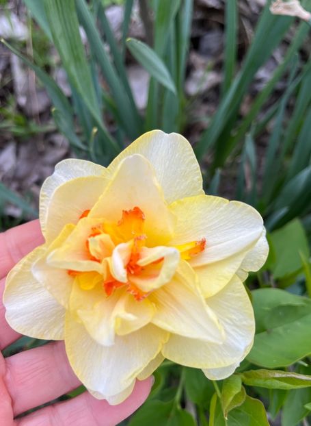 Flower parade - Narcise 2019 2022 25