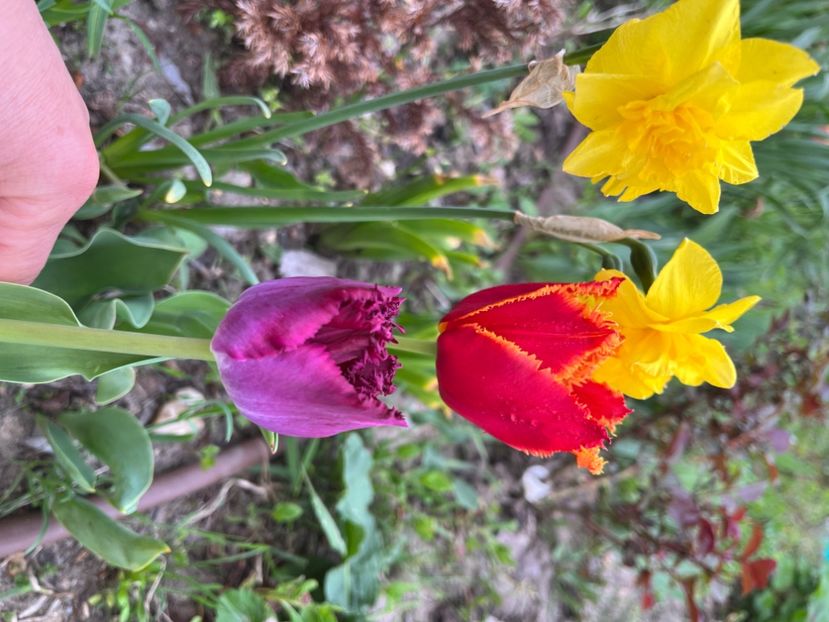 6D847063-718D-4181-AE8E-59C0D84F54BF - Narcise 2019 2022 25