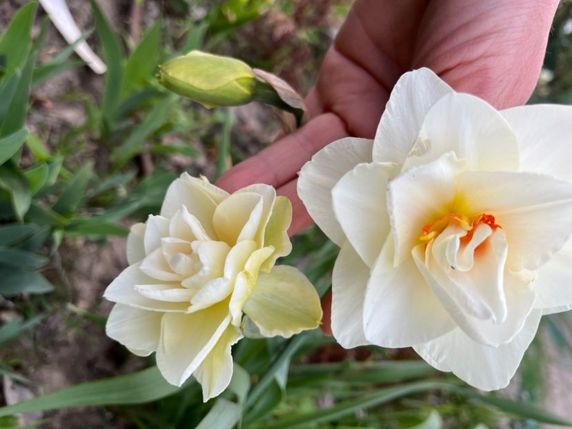 Actopolis - Narcise 2019 2022 25