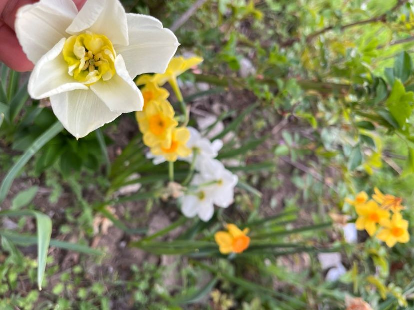 95C07E1C-2E15-4F18-830D-AB2292DD2276 - Narcise 2019 2022 25