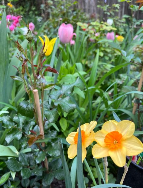 Kedron - Narcise 2019 2022 25